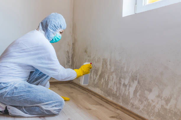 Licensed Black Mold Removal service in Alexandria, PA - WQB Mold Removal