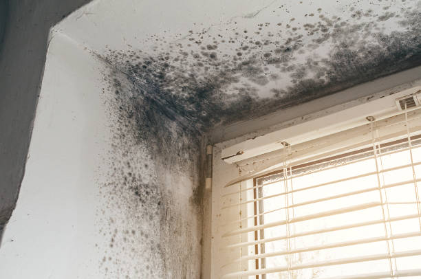 Affordable Black Mold Removal solutions in Alexandria, PA