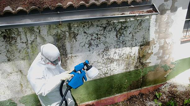 Top rated local Black Mold Removal specialists in Alexandria, PA